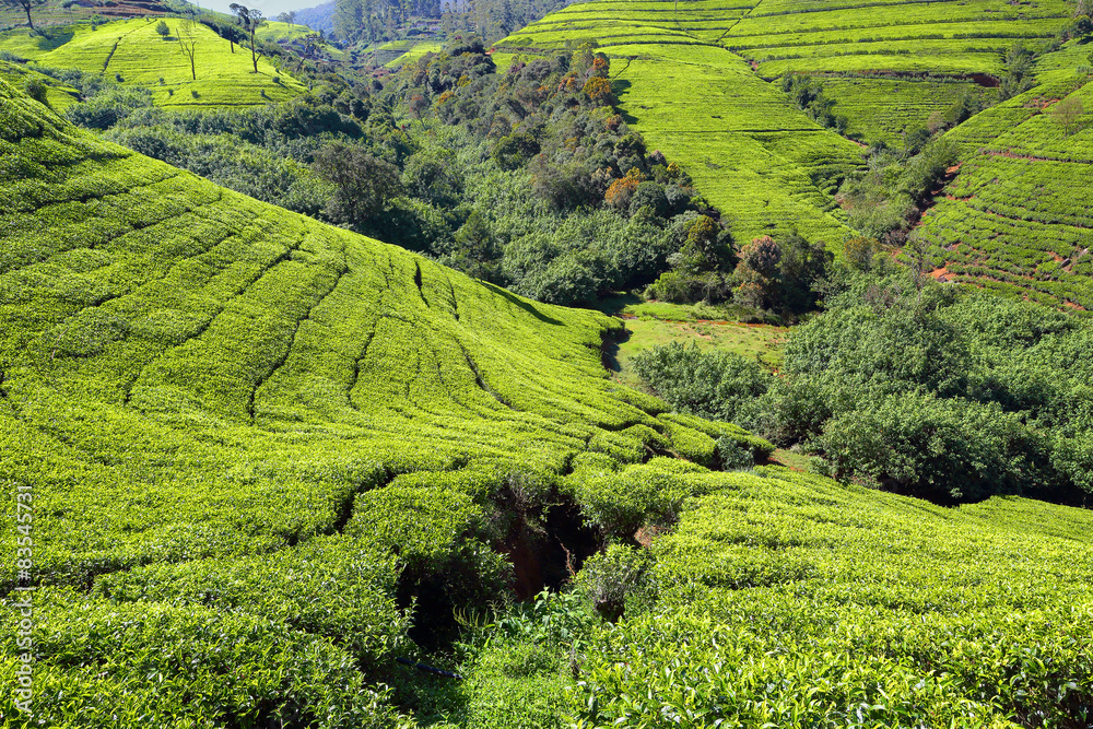 tea plantation in Sri Lanka