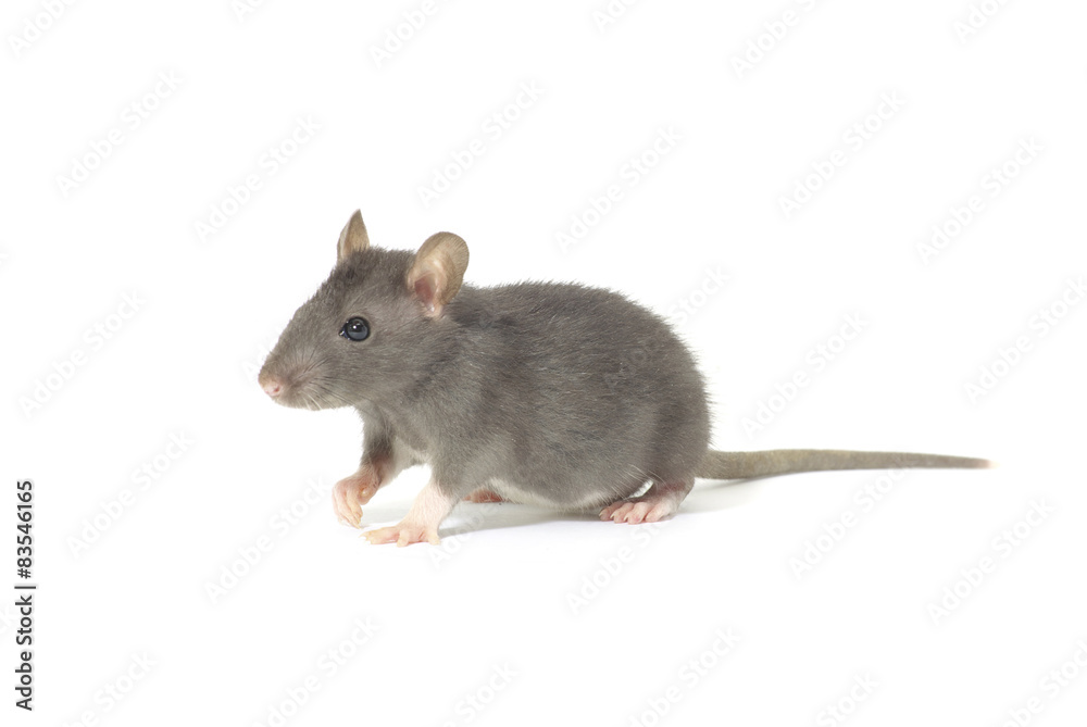 rat rat