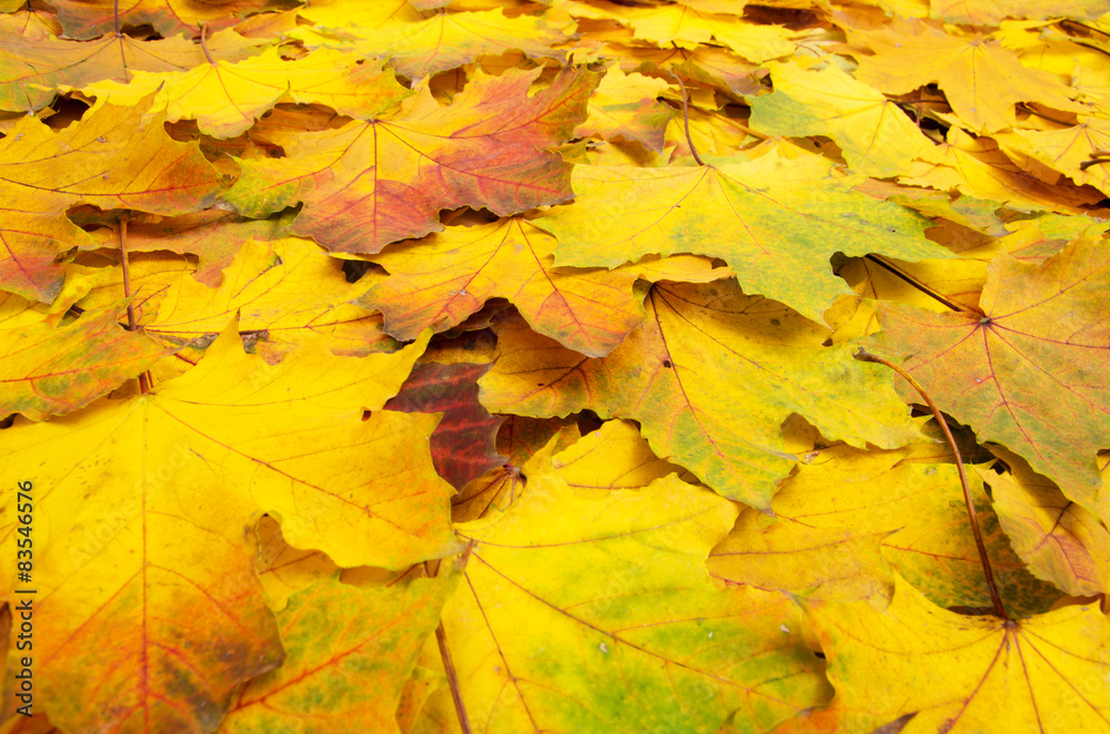 Fototapeta premium autumn leave.