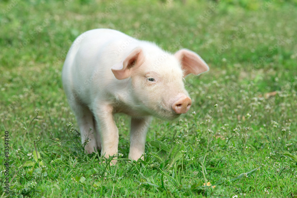 Young pig Young pig