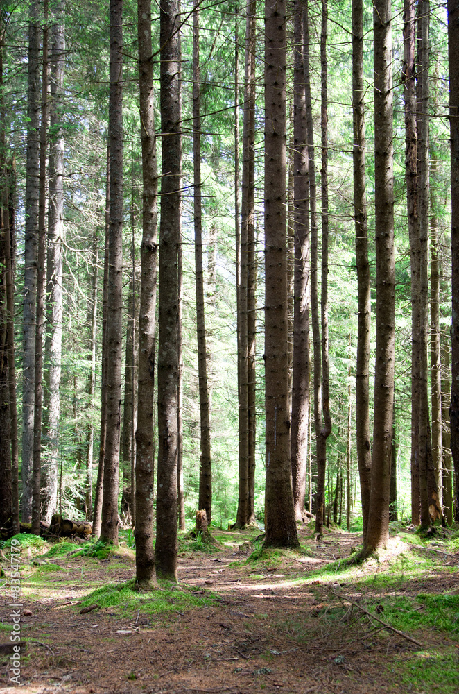 Fototapeta premium forest