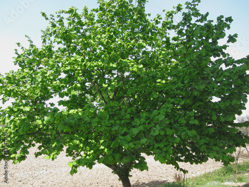 Slika na platnu Hazel tree with green leaves