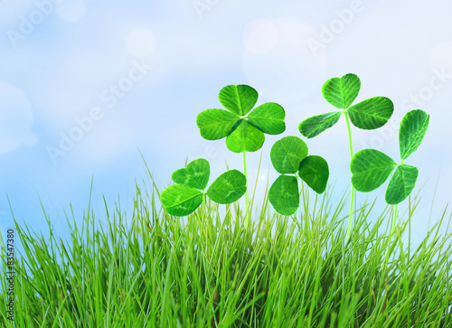 Clover leaves in grass on blue sky background © Africa Studio