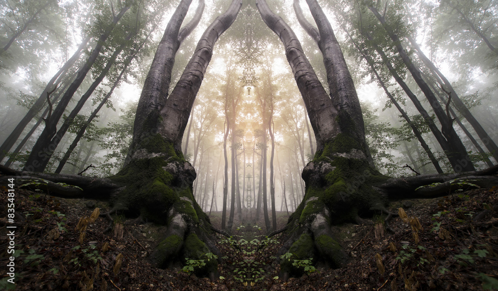 symmetrical forest with trees resembling magical gate Stock Photo ...