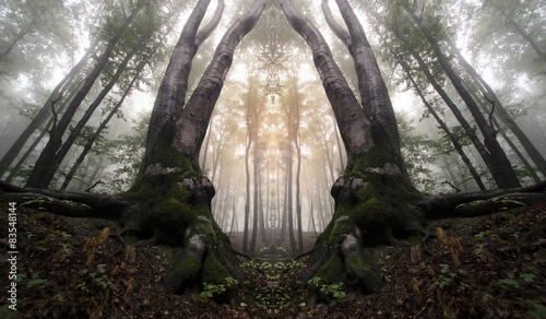Fototapeta Naklejka Na Ścianę i Meble -  symmetrical forest with trees resembling magical gate