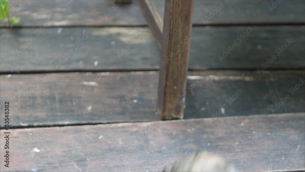 Adorable cat scratching itself then walking away Adorable cat scratching itself then walking away