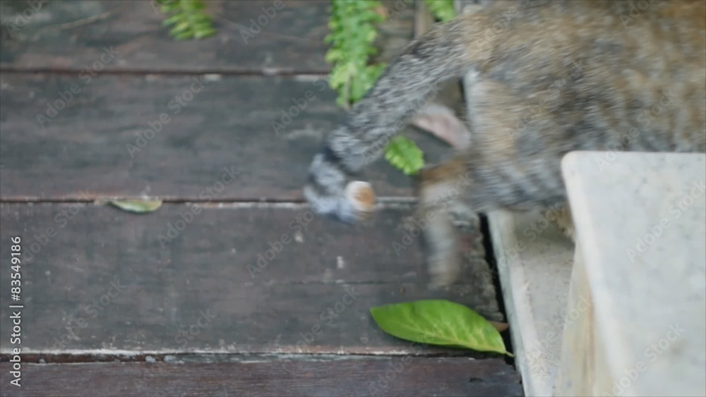 Adorable cat scratching itself then walking away