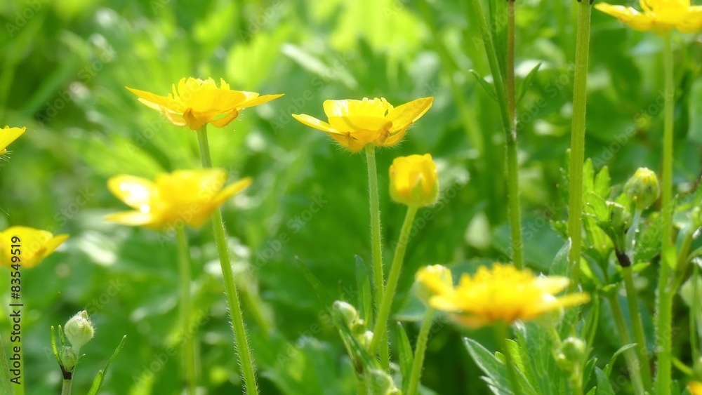 Blühende Butterblume oder Scharfer Hahnenfuß Blühende Butterblume oder Scharfer Hahnenfuß