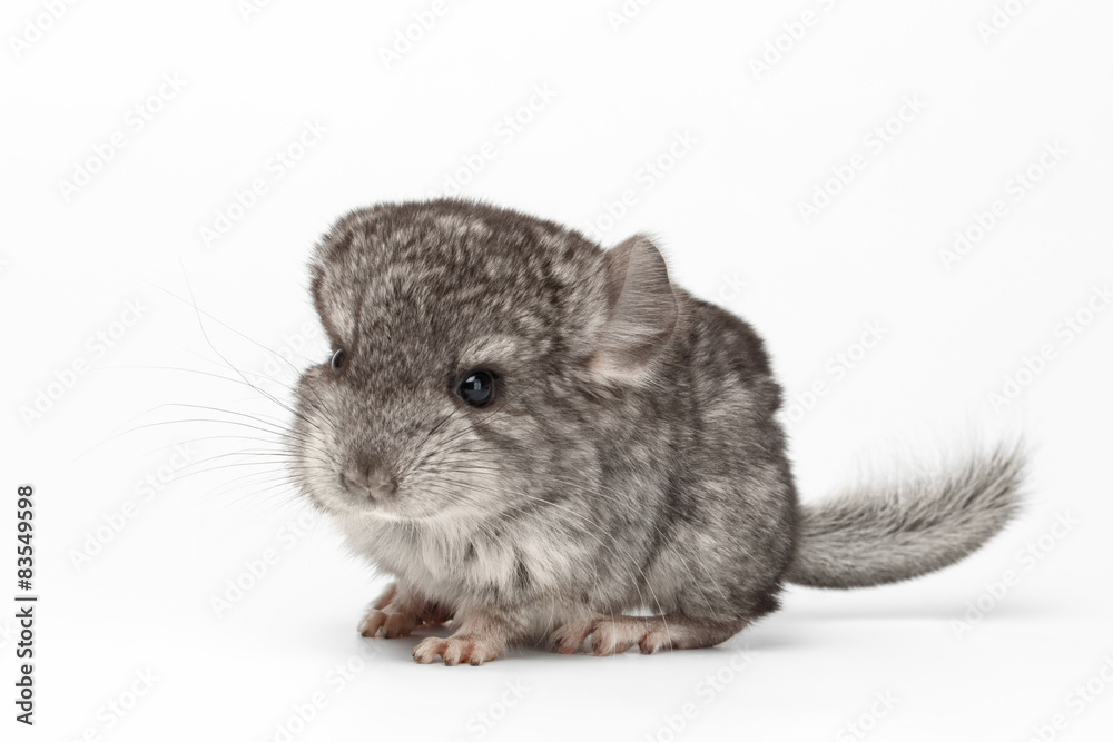 Gray Baby Chinchilla in Profile View on white Gray Baby Chinchilla in Profile View on white