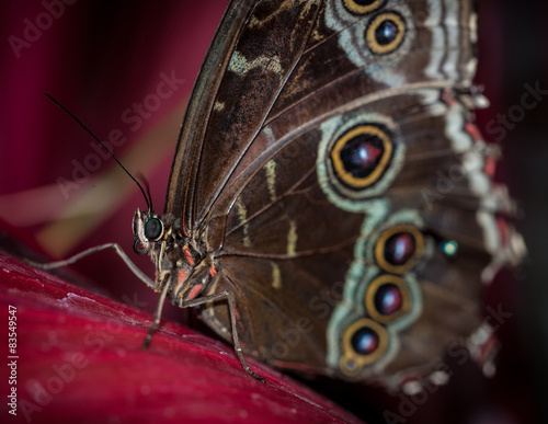 Butterfly Isolated © NelsonCharette Media