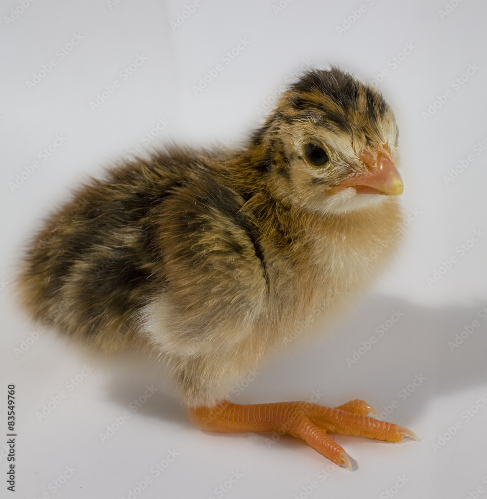 Chick Chick