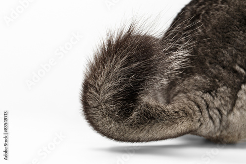 Tail of Gray Chinchilla on white