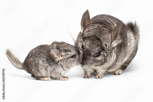Kissing of Mama and Baby Chinchilla in Front View on white photo
