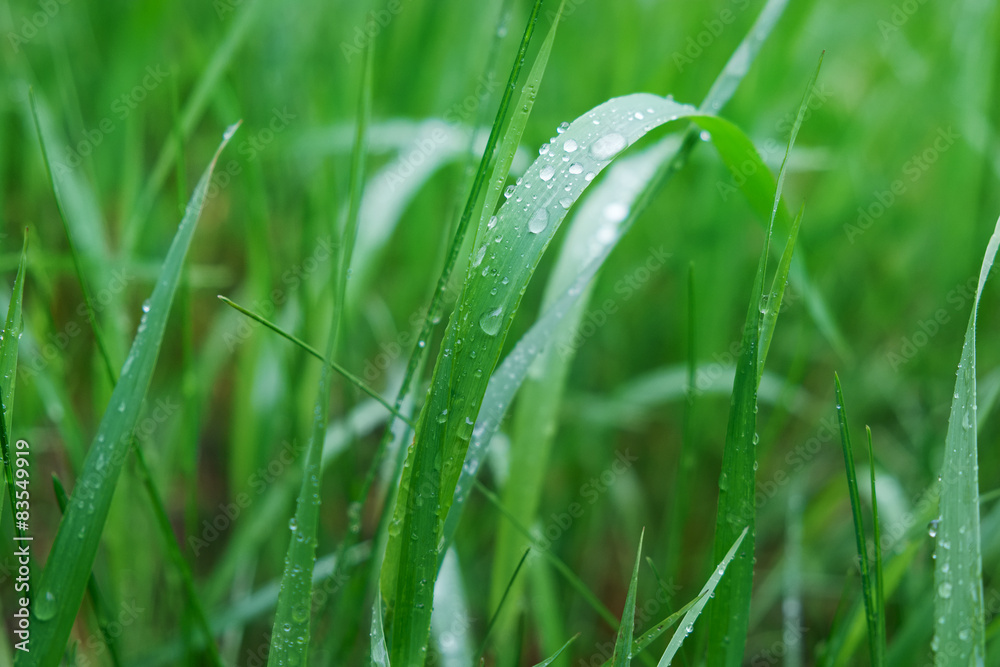 Green grass with water drops on the surface Green grass with water drops on the surface