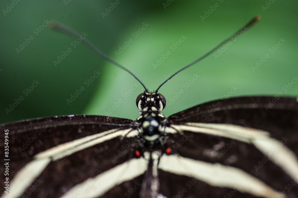 Obraz premium Butterfly Isolated