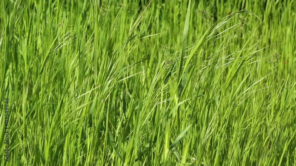 Green grass moving in light breeze closeup Green grass moving in light breeze closeup
