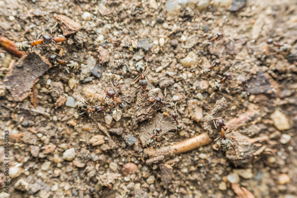 Swarm Colony Of Ants Searching For Food