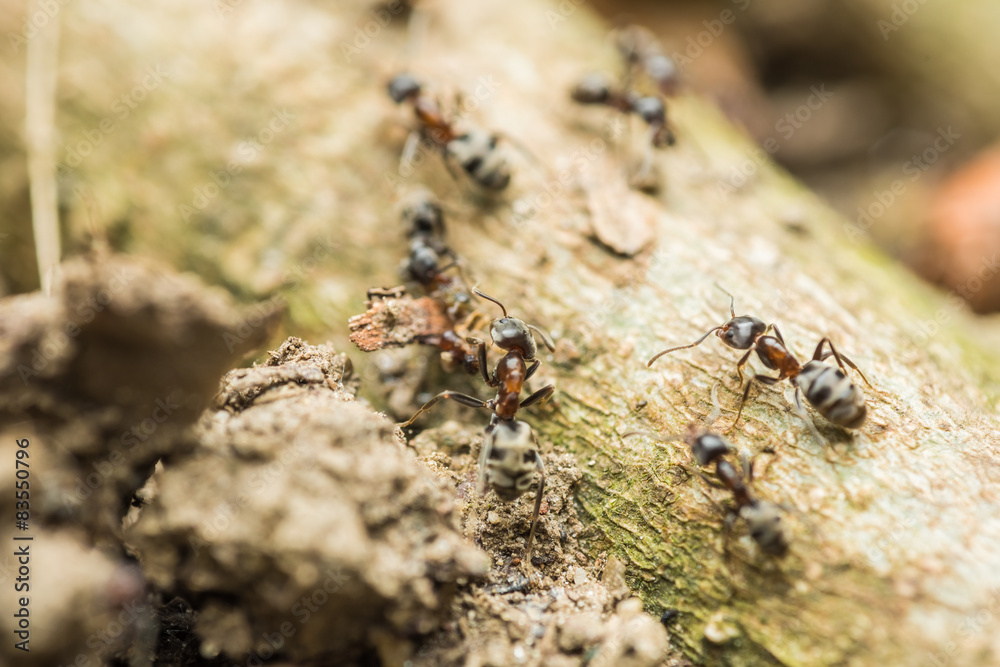 Swarm Colony Of Ants Searching For Food Swarm Colony Of Ants Searching For Food