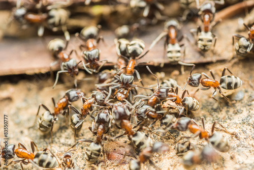 Swarm Colony Of Ants Searching For Food © radub85