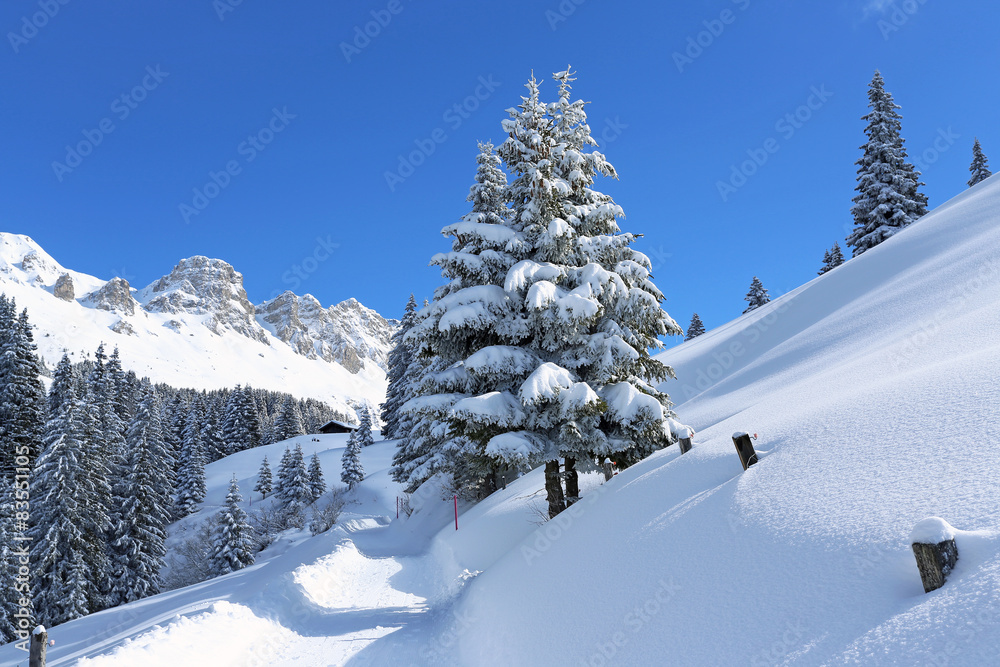 Fototapeta premium Winterwanderweg mit Tannen
