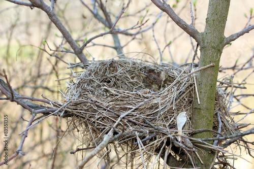Bird nest in the branches