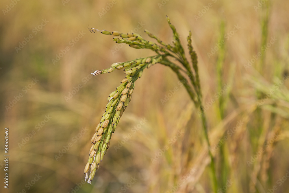 Fototapeta premium Blade of Nepalese rice fields.