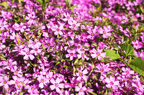 Phlox subulata  background flowers