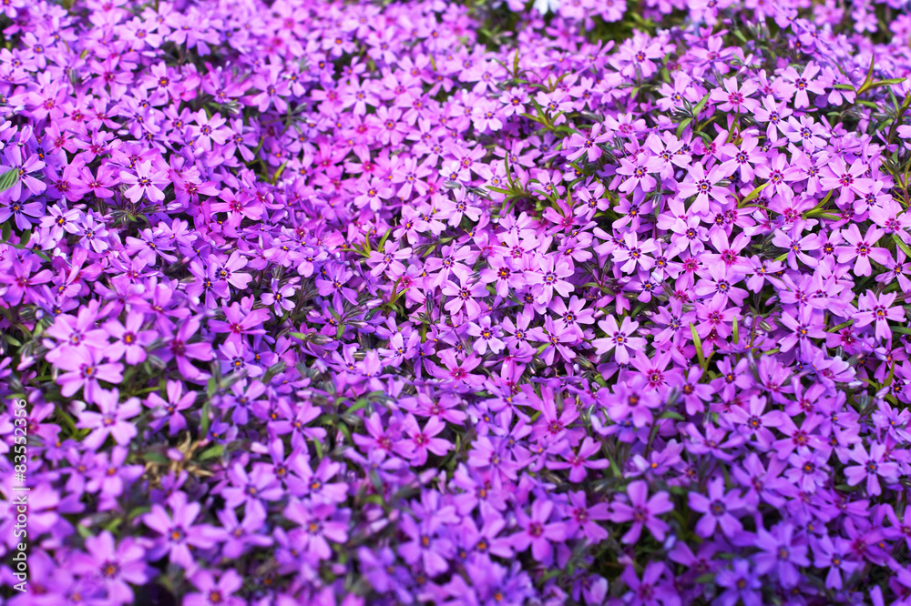 Phlox subulata, background flowers Phlox subulata, background flowers