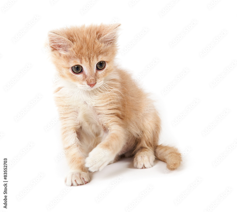 cheerful red kitten playing