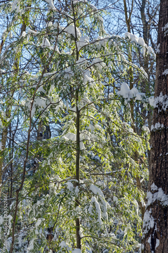 Fototapeta premium Winter forest