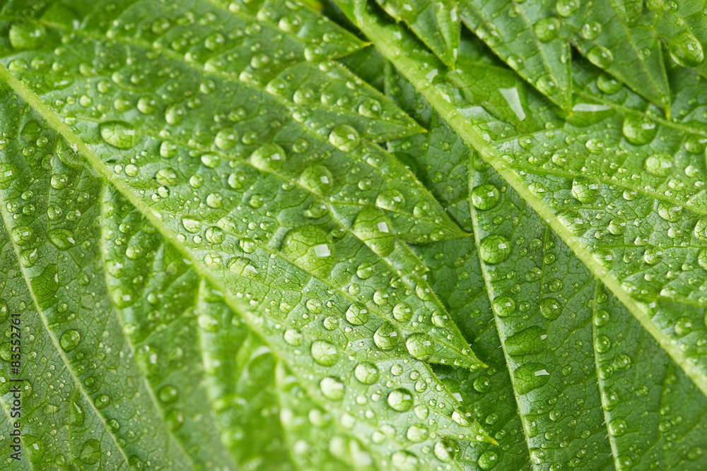 Beautiful green leaves with water drops close up Beautiful green leaves with water drops close up