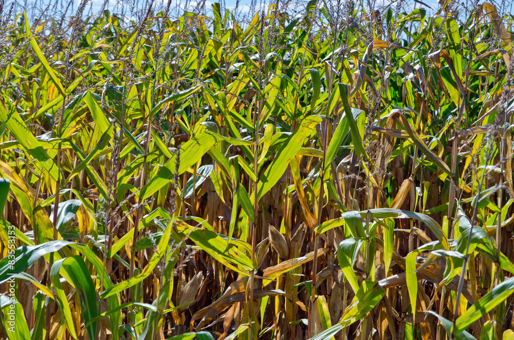 Fototapeta premium Agricultural field