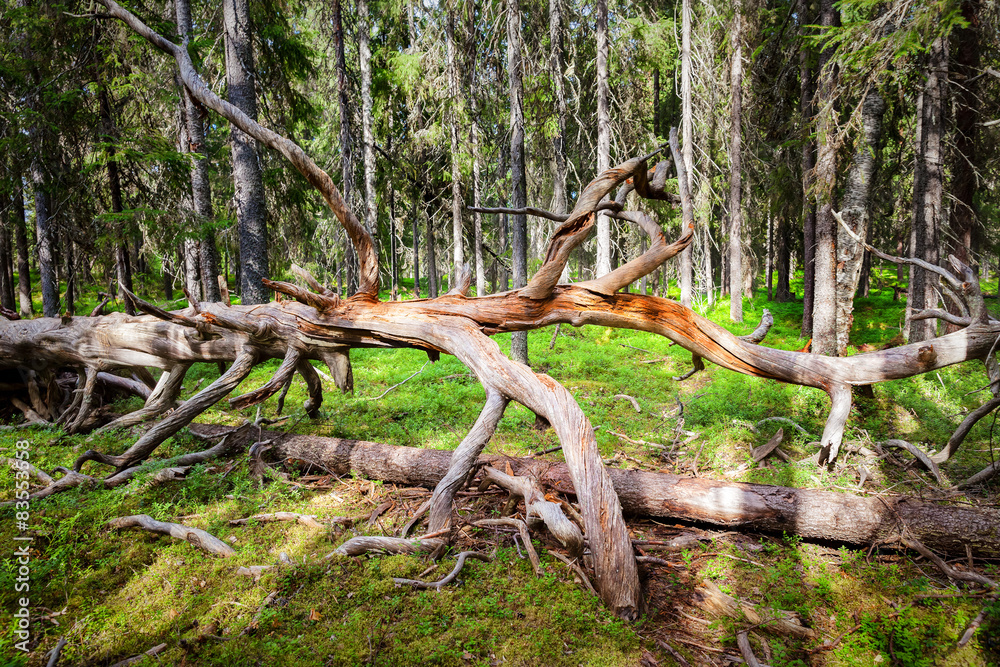 Twisted dead grey in mossy green forest Twisted dead grey in mossy green forest