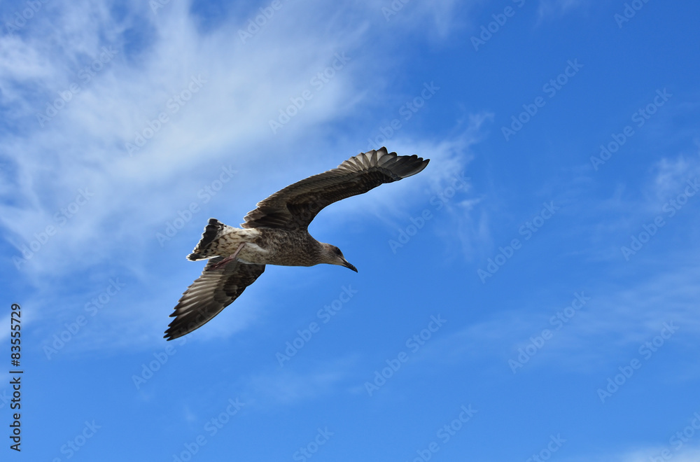 Obraz premium Gaviota volando