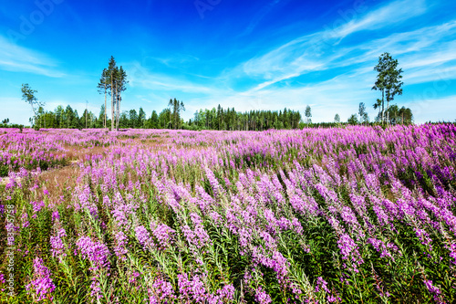Field of blossoming fireweed against bright blue sky © thakala