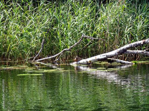 Duck on a tree trunk near the river cane thickets