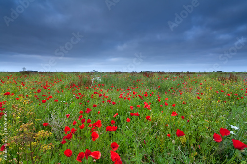 poppy flower field in summer