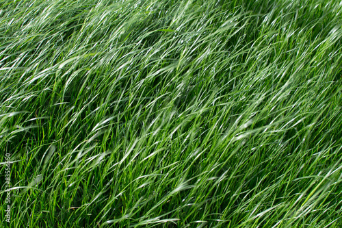 texture grass