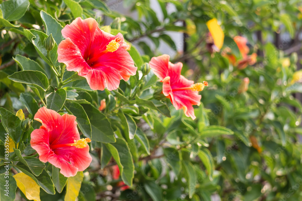 Several red hibiscus flower