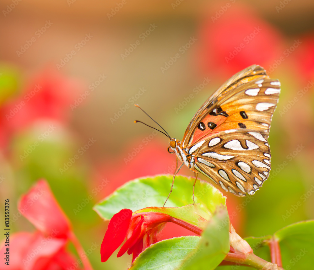 Obraz premium Atlantis Fritillary butterfly with blurred background.