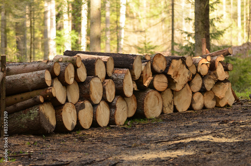 A pile of cut tree trunks in the woods