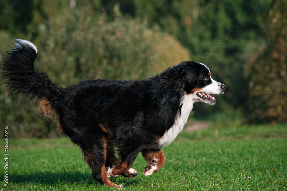 happy dog jumping running at summer road