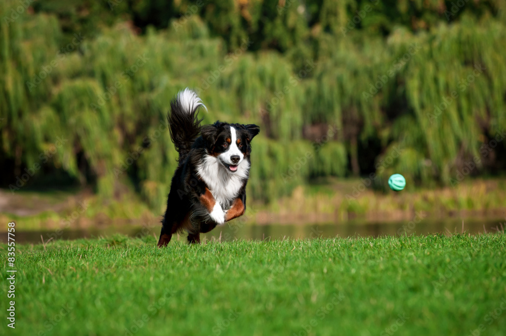 happy dog jumping running at summer road happy dog jumping running at summer road