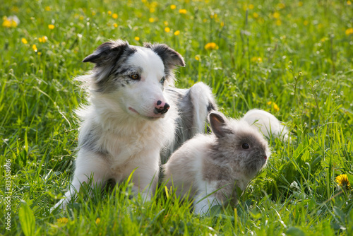 Fototapeta Naklejka Na Ścianę i Meble -  Hund mit Zwergkaninchen