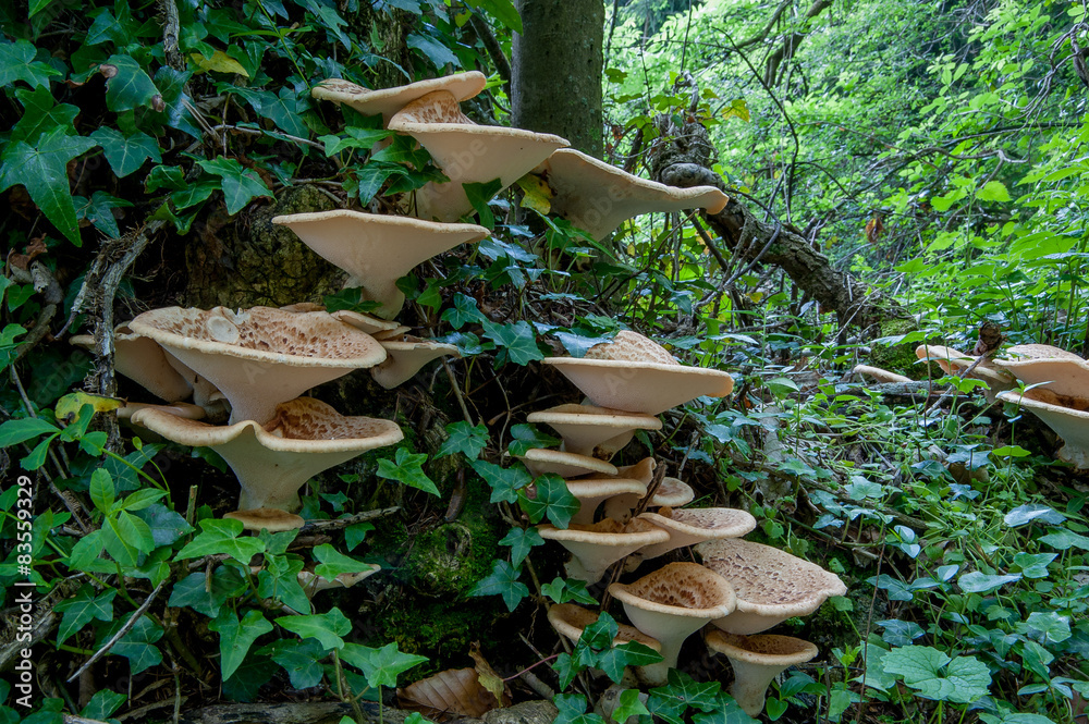 Obraz premium funghi 2