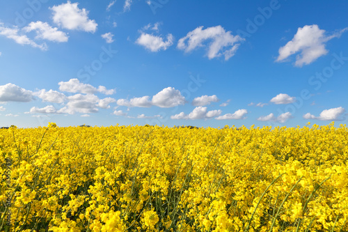 yellow rape flower field and blue sky