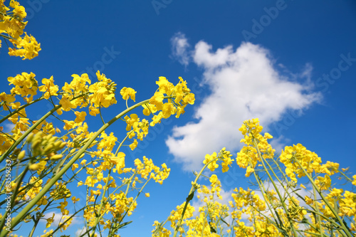 rapeseed flowers and blue sky