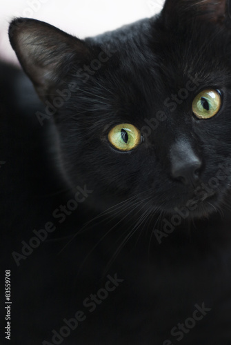 Fototapeta Naklejka Na Ścianę i Meble -  Black cat in dark close-up