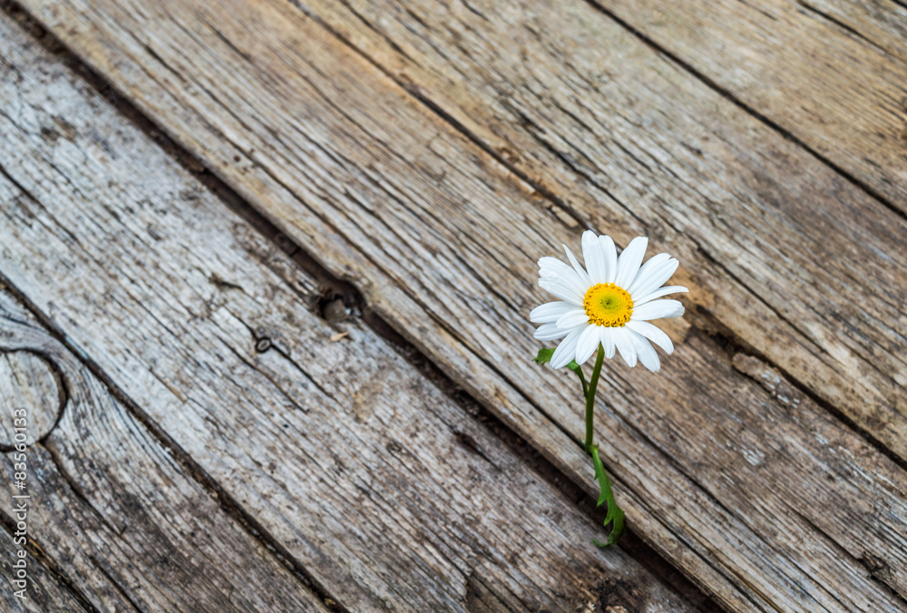 Obraz premium Daisy flower standing alone on wooden background