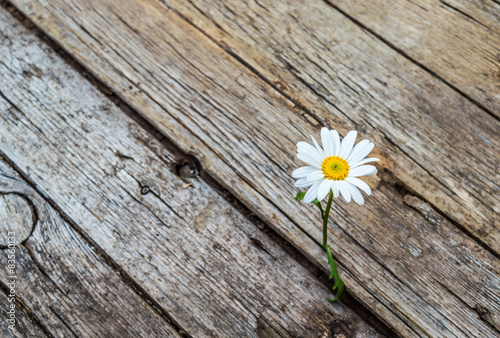 Daisy flower standing alone on wooden background